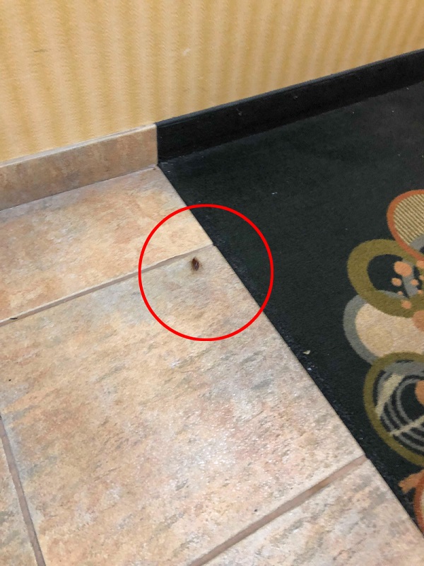 Kockroach in the corridor of the hotel